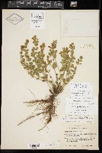 Scutellaria wrightii image