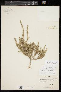 Scutellaria texana image