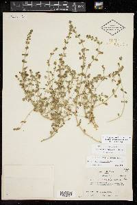 Scutellaria texana image