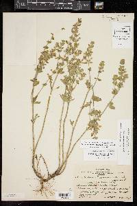 Scutellaria drummondii image