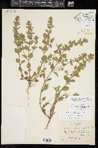 Scutellaria drummondii var. drummondii image