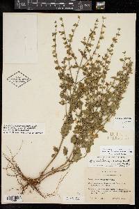 Scutellaria cardiophylla image