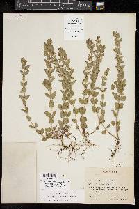 Scutellaria parvula image