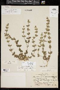 Scutellaria parvula image