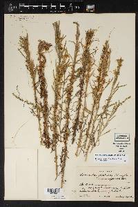 Cuscuta glabrior image