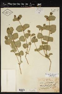 Matelea cynanchoides image