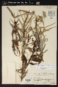 Cuscuta indecora image