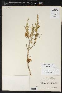 Cuscuta indecora image