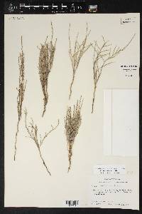 Cressa nudicaulis image