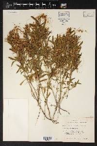 Cuscuta glabrior image