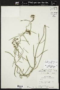 Funastrum crispum image