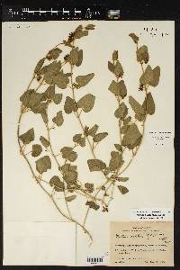 Matelea biflora image