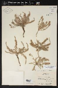 Cressa truxillensis image