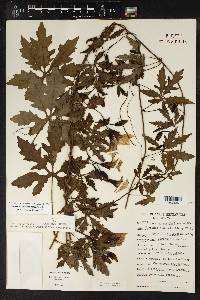 Merremia dissecta image