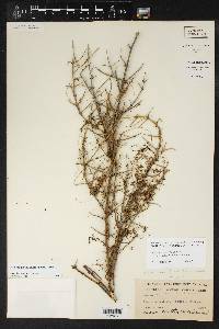 Cuscuta indecora image