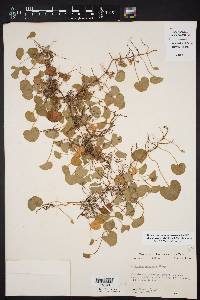 Dichondra recurvata image