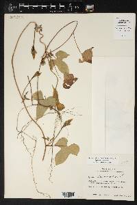 Ipomoea lacunosa image