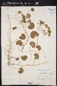 Dichondra recurvata image