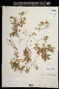 Dichondra carolinensis image