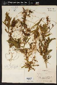 Cuscuta obtusiflora image