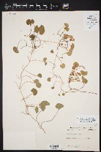 Dichondra carolinensis image