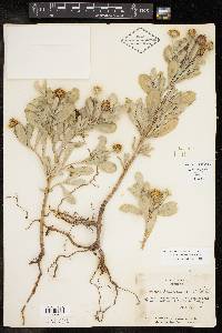 Borrichia frutescens image