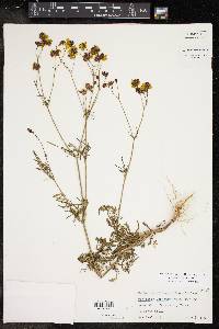 Coreopsis tinctoria image