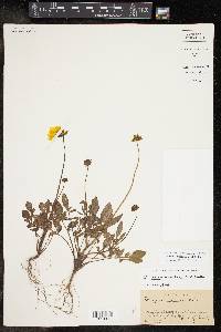 Coreopsis nuecensoides image