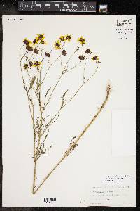 Coreopsis tinctoria image