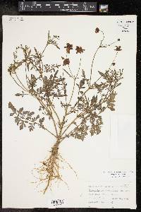 Coreopsis tinctoria image