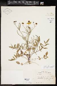 Coreopsis basalis image