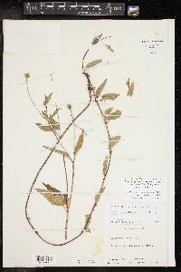 Acmella oppositifolia var. repens image