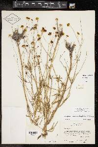 Coreopsis tinctoria image