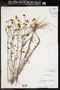 Coreopsis linifolia image