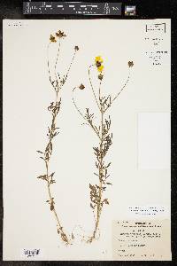 Coreopsis basalis image