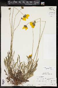 Coreopsis lanceolata image