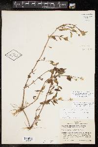 Acmella oppositifolia image