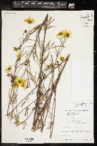 Bidens polylepis image