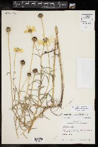 Helianthus angustifolius image