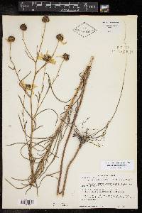 Helianthus angustifolius image