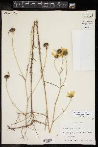 Helianthus angustifolius image