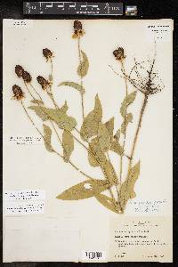 Rudbeckia amplexicaulis image