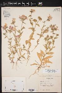 Phlox drummondii image