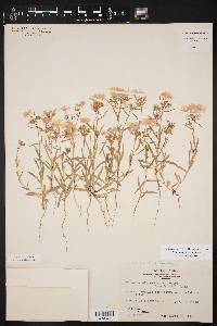 Phlox cuspidata image