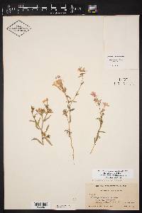 Phlox drummondii image