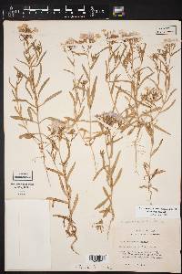 Phlox cuspidata image