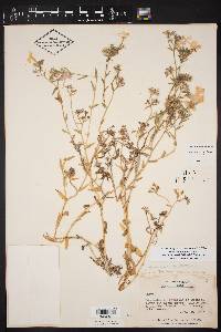 Phlox drummondii var. mcallisteri image