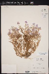 Phlox cuspidata image