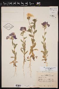 Phlox drummondii image