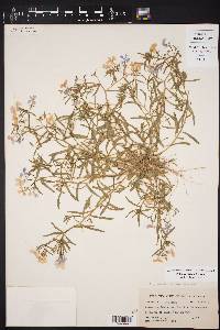 Phlox cuspidata image